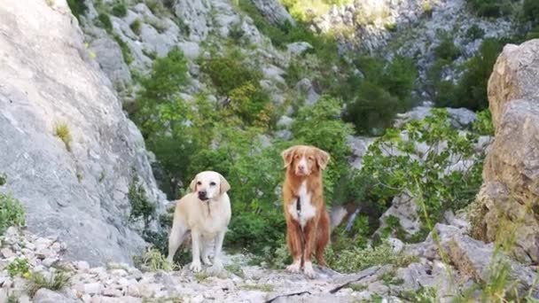 两只狗 一只拉布拉多犬和一只新斯科舍省鸭托林猎犬 在岩石地带警戒警戒 — 图库视频影像