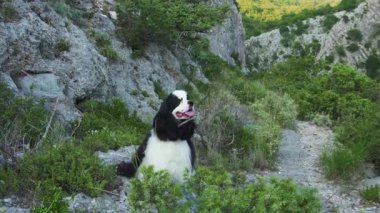 Amerikalı bir Cocker Spaniel köpeği engebeli bir arazide, maceranın somutlaşmış hali arasında şen şakrak durur.
