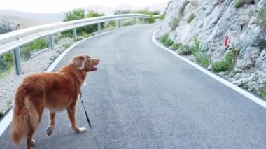 Bir Nova Scotia Duck Tolling Retriever virajlı bir dağ yolunda duruyor, köpek maceraya hazır.