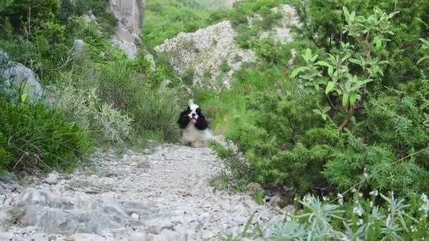 Americano Cocker Spaniel Trotta Lungo Sentiero Roccioso Natura Mettendo Mostra — Video Stock