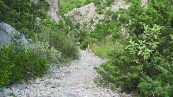 Chien Fougueux Jack Russell Terrier Précipite Long Chemin Rocheux Plein — Video