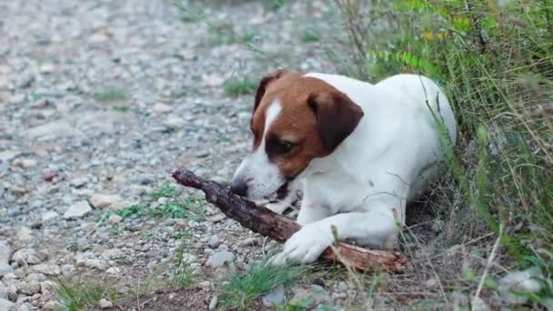 Ένας Παιχνιδιάρης Jack Russell Terrier Σκύλος Απολαμβάνει Ένα Παιχνίδι Του — Αρχείο Βίντεο