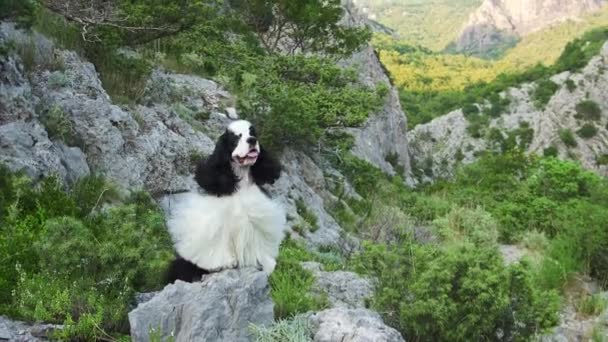 American Cocker Spaniel Dog Stands Regally Rugged Terrain Embodiment Adventure — Stock Video