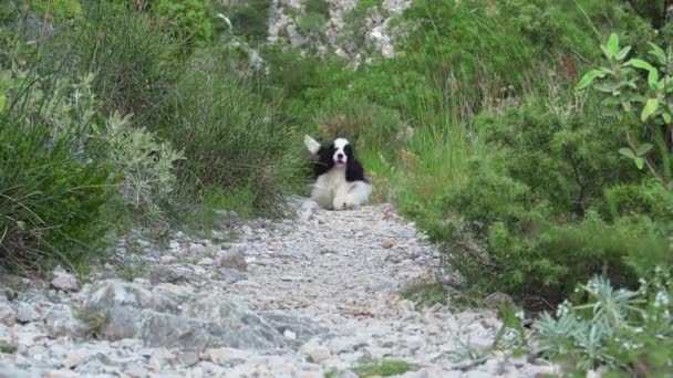Cocker Espagnol Américain Trotte Long Sentier Rocheux Dans Nature Mettant — Video