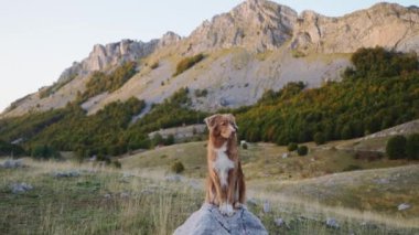Nova Scotia Duck Tolling Retriever, alacakaranlıkta dağın zirvesinde. Taş üstünde köpek. 