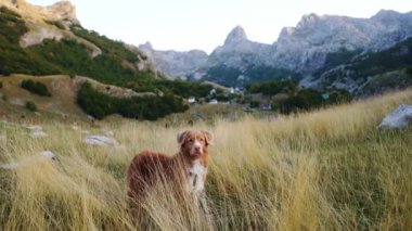Nova Scotia Duck Tolling Retriever bir dağ çayırında duruyor. Köpek gezisi ruhu açık arazi kadar büyüktür.