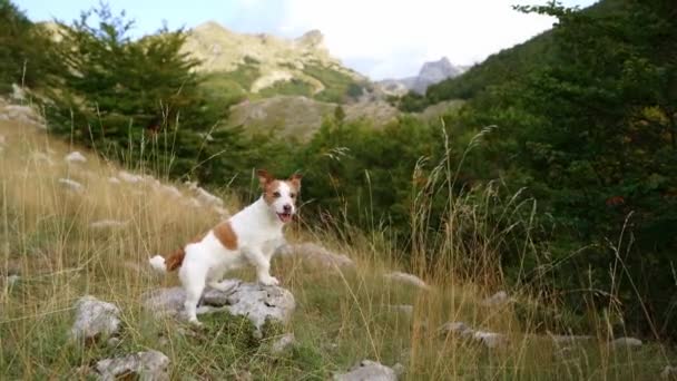 Jack Russell Terrier Explores Rugged Mountain Terrain Dog Adventurous Spirit — Stock Video