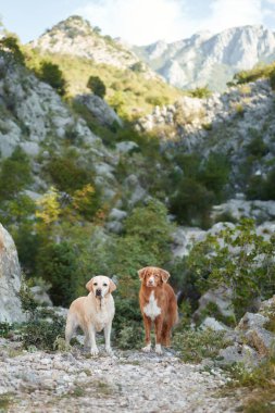 İki köpek, bir Labrador ve bir Nova Scotia Duck Tolling Retriever, kayalık bir arazide tetikte olun.