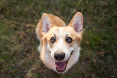 Neşeli bir Galli Corgi 'nin yakın çekimi, kulakları açık, bulanık yeşil bir zemin üzerinde. Bakışları, heyecan dolu, oyunculuğu ve bağlantıyı davet ediyor.