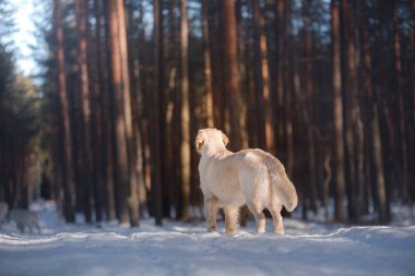 Bir Golden Retriever kışın sakin bir çam ormanını inceler, ağaçların arasından süzülen güneş ışığı