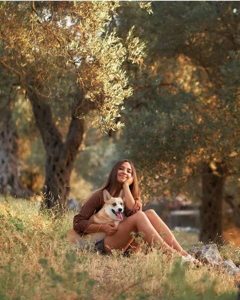 Tranquil escape with a Welsh Corgi pembroke dog, a woman enjoys natures embrace, amidst ancient olive trees