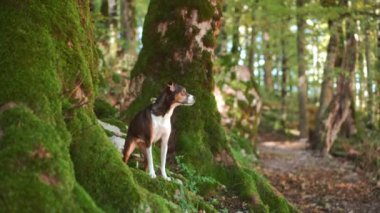Doğada odaklanmış melez bir köpek, ormanlarda maceraya hazır yeşil yosunların arasında dikiliyor. Görüntü, keşif ve köpek uyanıklığının özünü yakalar.
