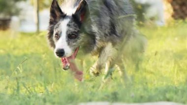 Köpek çimlerin üzerinde koşar. Parktaki aktif ve mutlu sınır köpeği, ağır çekim.