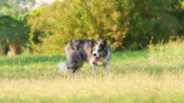 Collie Sınırı güneşli bir alanda dolaşıyor. Bu aktif köpek yeşillikte dolaşıyor, açık hava oyununun neşesini somutlaştırıyor.