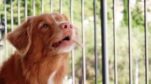Nova Escócia Duck Tolling Retriever Vocalizando Cão Está Meio Latido — Vídeo de Stock