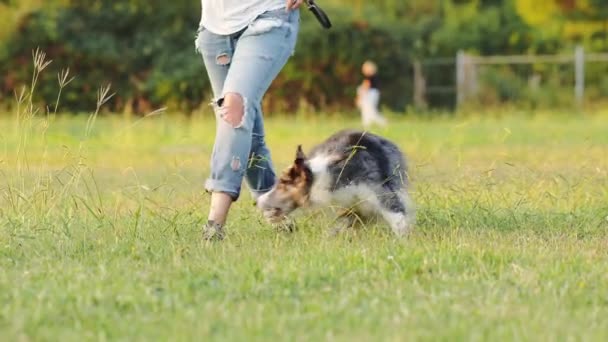 Пограничная Колли Бродит Солнечному Полю Активная Собака Пересекает Зеленые Насаждения — стоковое видео