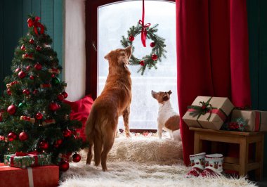 Bir Nova Scotia Duck Tolling Retriever ve bir Jack Russell Terrier köpeği neşeli bir pencereden dışarı bakar.