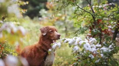 Nova Scotia Duck Tolling Avcı Köpeği Sonbahar Ormanı 'nda, Karlı dallar, canlı sonbahar yaprakları arasında köpeğin etrafını sarar. Mevsimsel geçişlerin bir karışımı ve maceralı bir yolculuğa işaret eder..