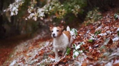 Jack Russell Terrier karlı bir ormanda durmuş kış macerasının özünü yakalıyor. Doğadaki köpek.