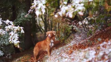 Issız Nova Scotia Duck Tolling Köpeği kar tozu, sonbahar sıcaklığı ve kışın serinliği arasında duruyor.