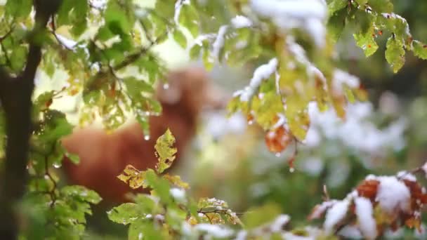 Pato Escocés Nova Tolling Retriever Perro Bosque Otoño Ramas Nevadas — Vídeos de Stock