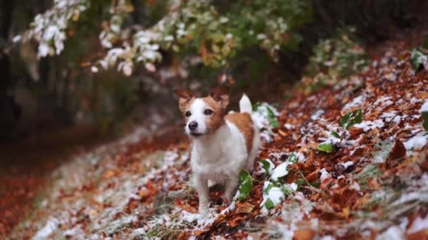 Jack Russell Terrier Stojący Zaśnieżonym Lesie Uchwycił Esencję Zimowej Przygody — Wideo stockowe