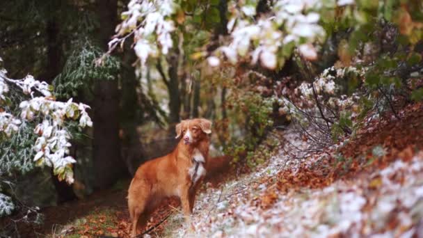 Solitary Nova Scotia Duck Tolling Retriever Dog Stands Amidst Dusting — Stock Video