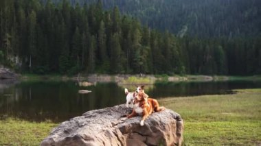 Bir Nova Scotia Duck Tolling Retriever ve bir Jack Russell Terrier sakin bir dağ gölünün kenarındaki kayada mola veriyorlar. Köpekler vahşiliğin tadını çıkarıyorlar.