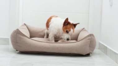 Meraklı Jack Russell Terrier konforlu bir köpek yatağını dikizler ve kazar..