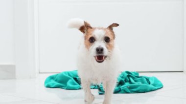 Köpek kendini silkeliyor. Meraklı bir Jack Russell Terrier, eğlenceli bir keşif sahnesi olan turkuaz kumaşı kokluyor.