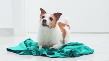 Köpek kendini silkeliyor. Meraklı bir Jack Russell Terrier, eğlenceli bir keşif sahnesi olan turkuaz kumaşı kokluyor.