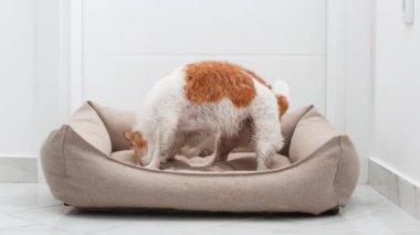 Meraklı Jack Russell Terrier konforlu bir köpek yatağını dikizler ve kazar..