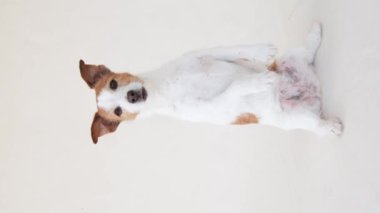 Jack Russell Terrier, Hind Legs 'te dengede duruyor. Köpek stüdyoda.