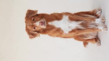Nova Scotia Duck Tolling Retriever köpeği arka ayakları üzerinde durur, stüdyo ortamında yakalanır. Bu duruş köpeklerin neşeli cazibesini ve eğitimini gösteriyor..