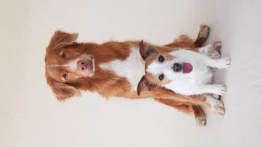 Bej bir arka plana yayılmış iki neşeli köpek, bir Nova Scotia Duck Tolling Retriever ve bir Jack Russell Terrier neşeli bir anı paylaşıyor