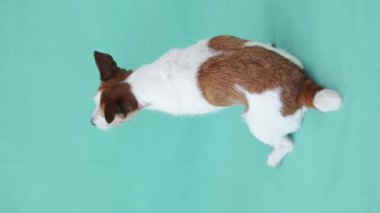 Jack Russell Terrier otur. Köpekler dingin bir duruş sergiliyor.