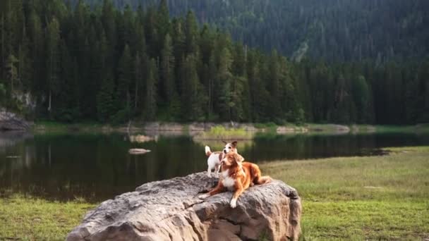 一个新斯科舍省的鸭子托林猎犬和一个杰克罗素特里埃享受休息在一个平静的高山湖畔的岩石上 狗在狂野的平静中洗澡 — 图库视频影像