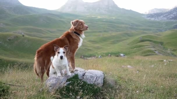 新斯科舍省的一只鸭子托林猎犬和一只杰克 泰里尔守护着高山美景 体现了探索的精神 — 图库视频影像