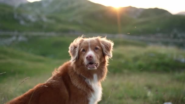 与一只新斯科舍省的鸭托林猎犬在夕阳西下沐浴 沐浴在宁静的山岗上 金光闪闪 — 图库视频影像