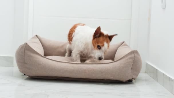 Curioso Jack Russell Terrier Asoma Una Cama Perro Peluche Cava — Vídeos de Stock