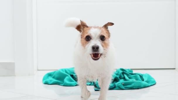 Perro Sacude Curioso Jack Russell Terrier Huele Tela Turquesa Una — Vídeos de Stock