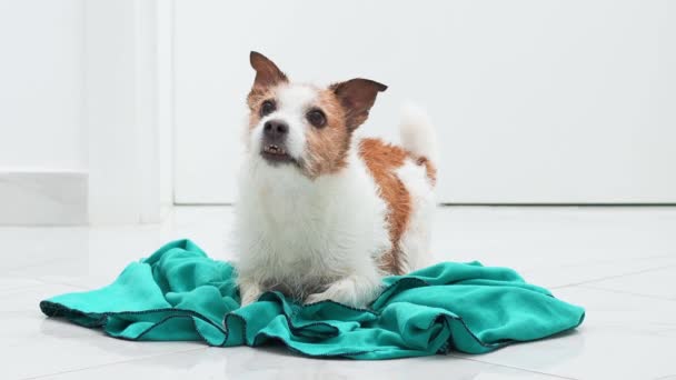 Perro Sacude Curioso Jack Russell Terrier Huele Tela Turquesa Una — Vídeos de Stock