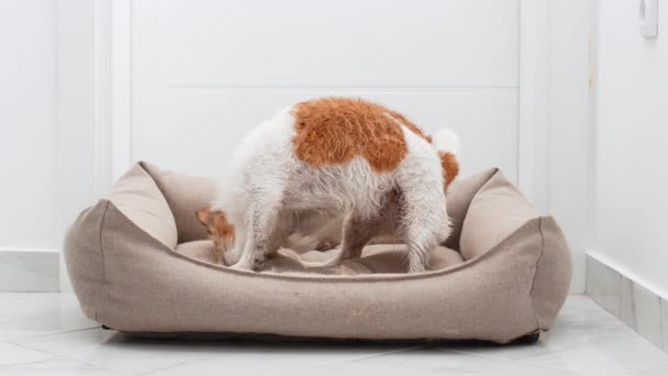 Περίεργος Jack Russell Terrier Κρυφοκοιτάζει Ένα Βελούδινο Κρεβάτι Σκύλου Και — Αρχείο Βίντεο