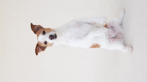 Jack Russell Terrier Balancerend Achterpoten Hond Studio — Stockvideo