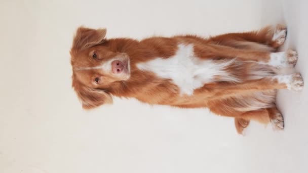 ノバスコシアダックトローリングレトリーバー犬は スタジオの設定でキャプチャされた後ろ足に立っています このスタンスは 犬の遊び心とトレーニングを示しています — ストック動画
