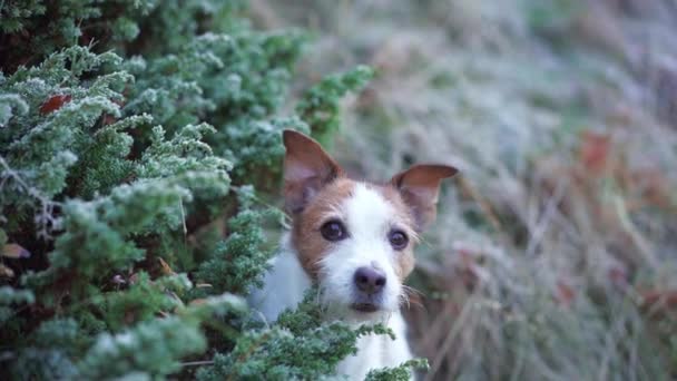 ジャック ラッセル テリア Jack Russell Terrier 茂みから好奇心旺盛で 葉のなかで不思議に満ちた目にあふれている その白と茶色のコートは緑に反対し 自然な好奇心の瞬間をキャプチャします — ストック動画