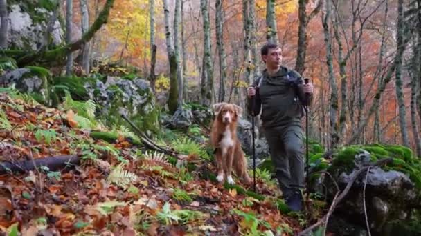 남자는 자작나무 숲에서 이끼로 스코티아 리트리버를 감상하고 야생에서 동반자 관계와 — 비디오