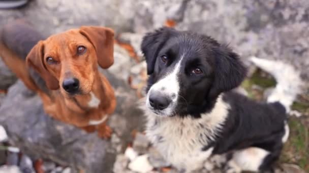 Twee Honden Staren Naar Buiten Avontuur Hun Ogen Mixbreed Temidden — Stockvideo