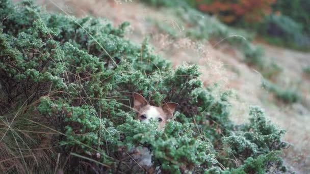 Jack Russell Terrier Bir Çalılıktan Merakla Bakıyor Gözleri Yaprakların Arasında — Stok video