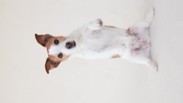 Jack Russell Terrier Balancing Hind Legs Cane Studio — Video Stock